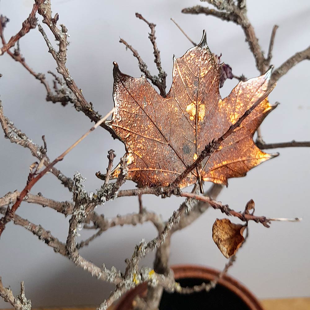 Metal sculpture of maple leaf portion on real tree branch